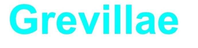 Grevillae logo