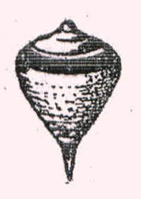 DEVICE OF TOP logo