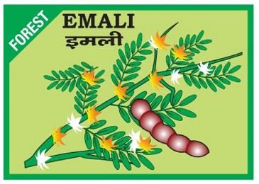 FOREST EMALI logo