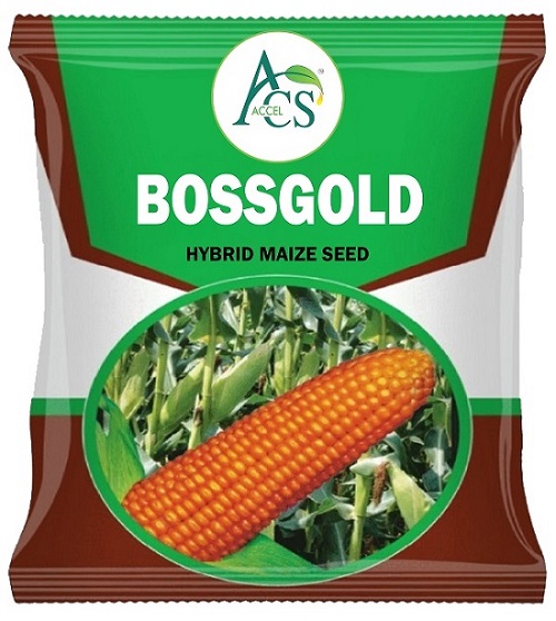 ACS ACCEL BOSSGOLD logo