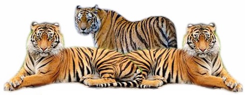 DEVICE OF THREE TIGER logo